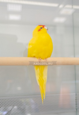 Попугай Какарик Желтый