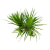 TROPICA Эриокаулон синериум (меристемное растение)